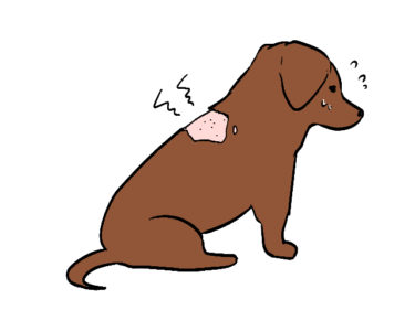 犬のアトピー性皮膚炎の治し方